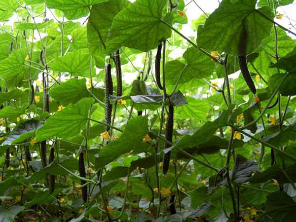 黄瓜是天然营养品,一年四季都能有,大棚的黄瓜原来这样种植!